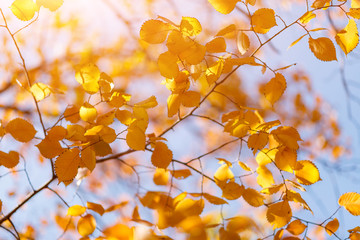 Golden, yellow leaves under sunbeams from the blue sky. Autumn background.