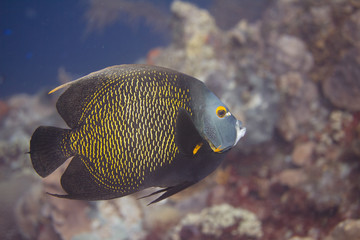 French Angelfish