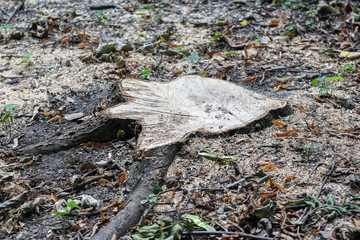 freshly cut stump of an old tree in a park