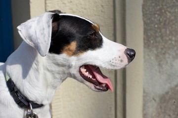 Jack Russel dog profile