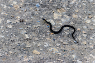 Small Grass Snake (Natrix Natrix) on asphalt road