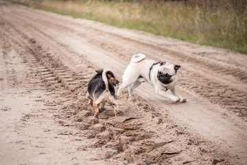 two dogs playing in snow