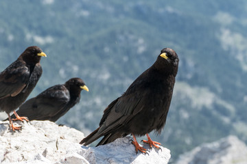 black bird on mountains on stone