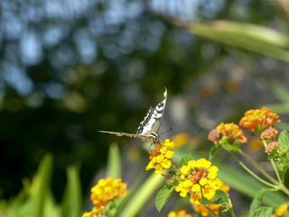 papillon machaon
