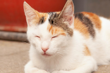 adorable and serious tomcat sleeping