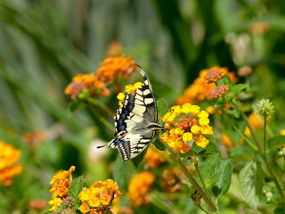 papillon machaon © Magalice