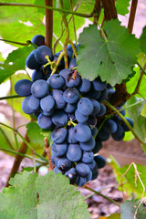 Grapes Black Color ripen in summer garden