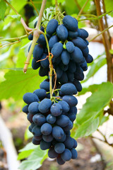 Grapes Black Color ripen in summer garden