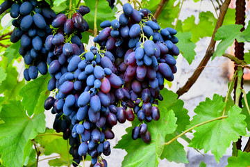 Grapes Black Color ripen in summer garden