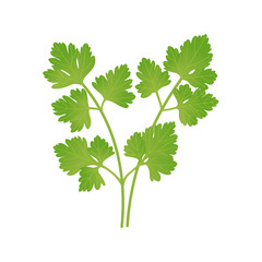 Green parsley leaves. Vector illustration.