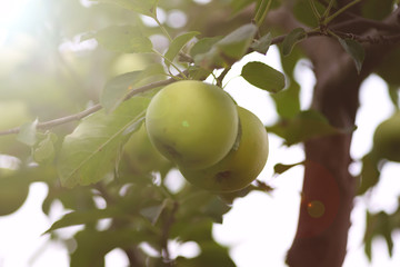 Ripe juicy apples on a branch in the garden . The harvest concept
