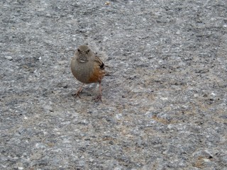 tiny bird on an asphalt road