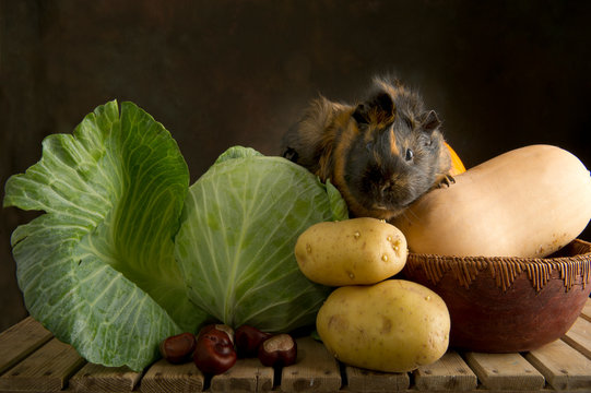 Portrait of autumn vegetables and a guinea pig