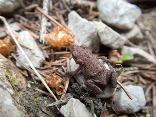 detail of a small frog in a forest