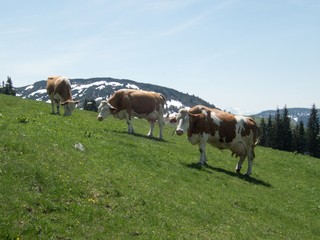 cows on an alpine meadow