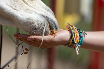 young girl feeding a llama © MaryHerronPhoto