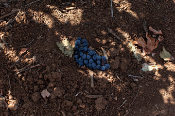 grape vine plants and plantation wine