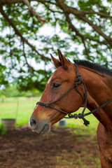 portrait of a horse on a ranch in Hawaii