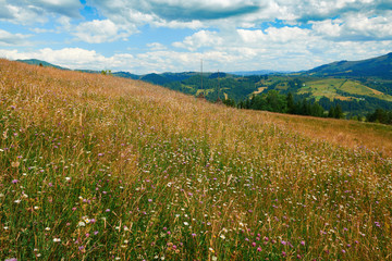 Spruces on hills - beautiful summer landscape, cloudy sky at bright sunny day. Carpathian mountains. Ukraine. Europe. Travel background.