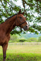portrait of a horse on a ranch in Hawaii