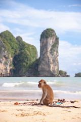 Funny macaque monkey sitting on a tropical island beach.