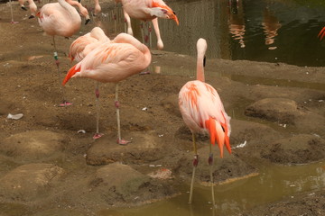Fototapeta na wymiar American Flamingo