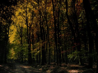 Beech trees forest with a road in autumn / fall