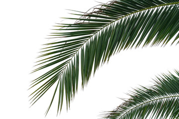 Fototapeta premium palm branches with green leaves on isolated white background