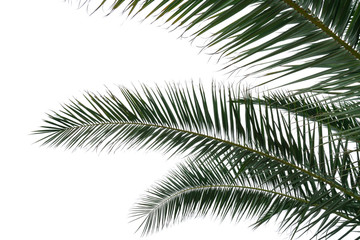 palm branches with green leaves on isolated white background