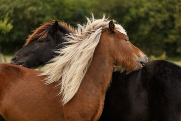 Obraz premium Spielende Islandpferde