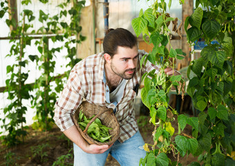 Farmer harvesting green peas in a greenhouse