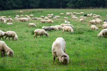 A large flock of sheep grazes in an alpine meadow.