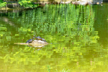 Italy, Bari, view of a pond among various plants in a public park