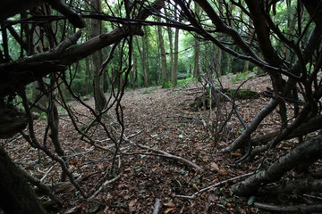 Circular view looking out from inside hole of small play or survival forest shelter in beautiful...