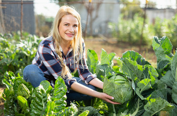 Young woman gardener picking fresh cabbage in sunny garden