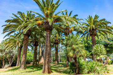 Obraz na płótnie Canvas Italy, Bari, view of beautiful palm trees in a public park