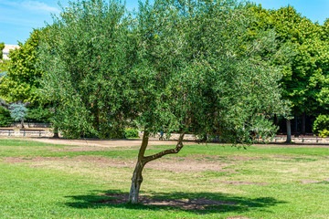Italy, Bari, view of an olive tree in a public park