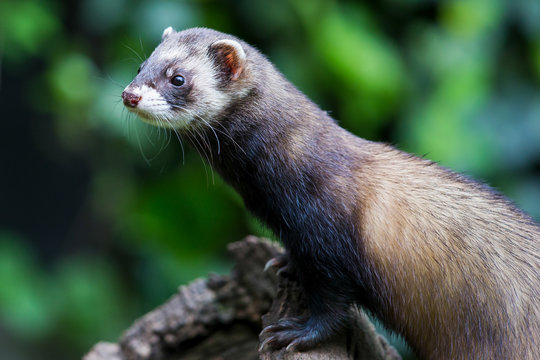 Ein Europ&auml;ischer Iltis freigestellt in der Seitenansicht