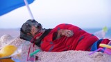 cute fat dog of dachshund, black and tan, lies sunbathing at the beach sea on summer vacation holidays, wearing red sunglasses with coconut cocktail