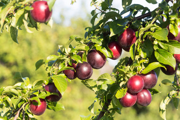 In the garden on a tree branch ripe plums. Sunny day.