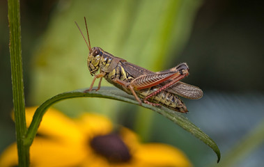 Fototapeta premium Grasshopper