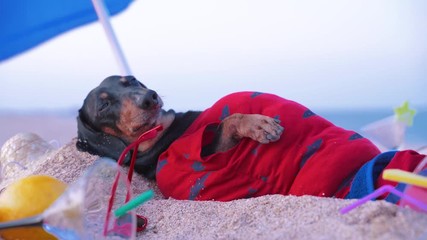 cute fat dog of dachshund, black and tan, lies sunbathing at the beach sea on summer vacation holidays, wearing red sunglasses with coconut cocktail