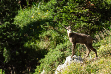 Chamois.