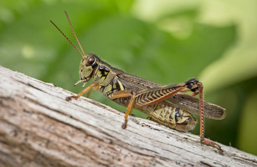 Fototapeta premium Grasshopper