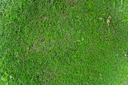 beauty full green grass, Green lawn, Backyard for background, Grass texture, Green lawn desktop picture, Park lawn texture.