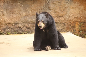 Black Bear