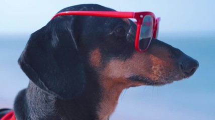 portrait  dog Dachshund breed, black and tan, in a red blue suit of a lifeguard and red sunglasses, a sandy beach against the sea