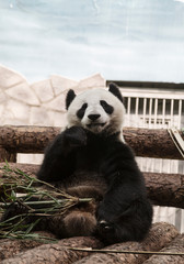 Obraz premium big panda or bamboo bear in zoo