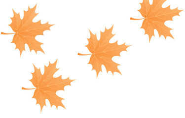 Fall Leaves White Background
