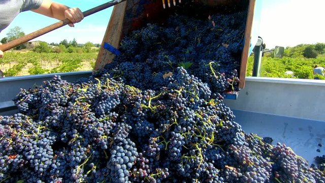 tractor trailer full of ripe grapes during manual wine harvest